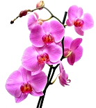 Orchidea